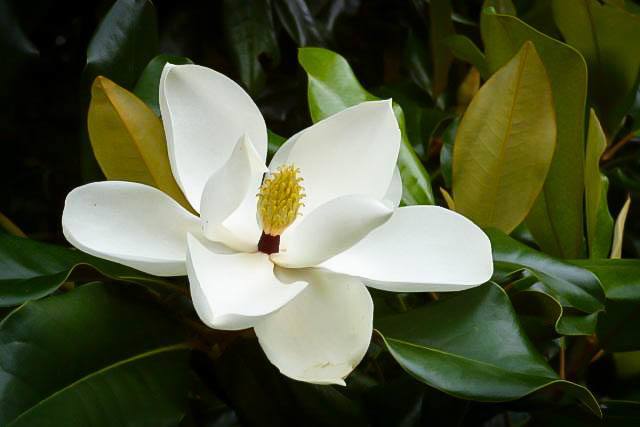 Southern Magnolia Tree Flower