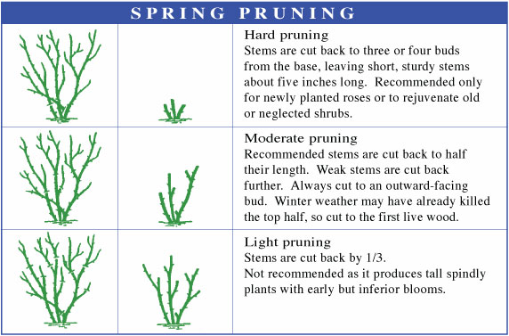 Guidelines For Pruning Roses Higher Homes  Gardens