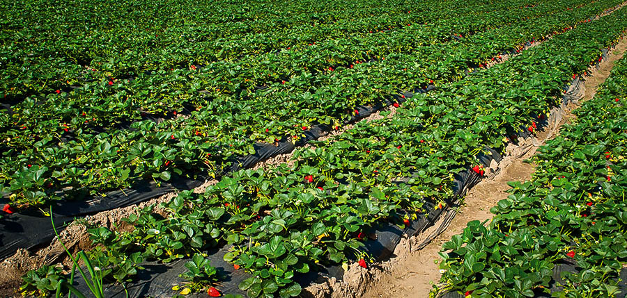 strawberries growing