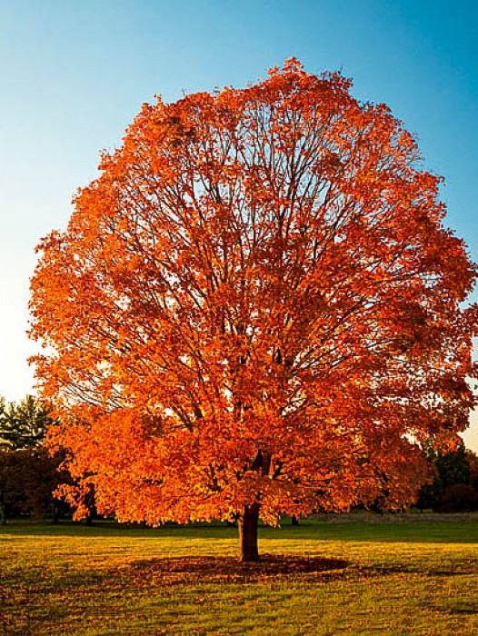 American Red Maple | The Tree Center™