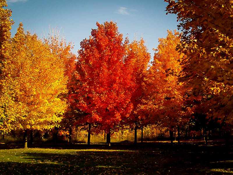 Sugar Maple Trees