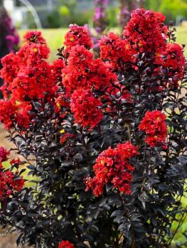 Buy Crepe Myrtle Trees | Crape Myrtle Trees For Sale | The Tree Center