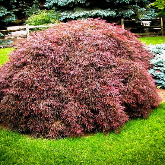 Tamukeyama Japanese Maple For Sale Online | The Tree Center