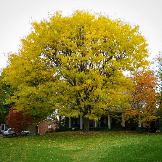 Thornless Honeylocust For Sale Online | The Tree Center