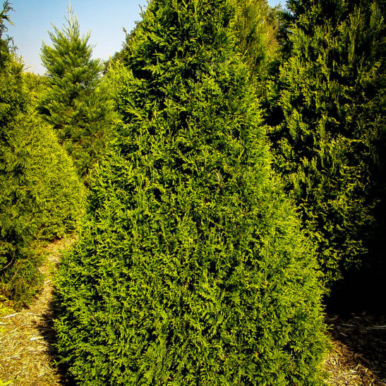Thuja Can Can | The Tree Center™