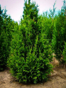 Privacy Trees | Buy Privacy Trees with Free Shipping | The Tree Center