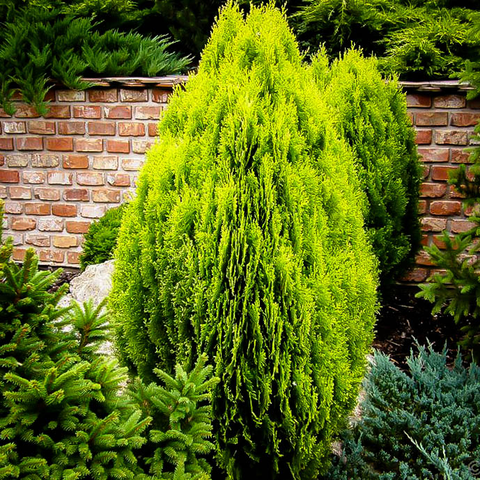 Complete Thuja Green Giant Guide | Planting & Care Tips for Thuja Trees