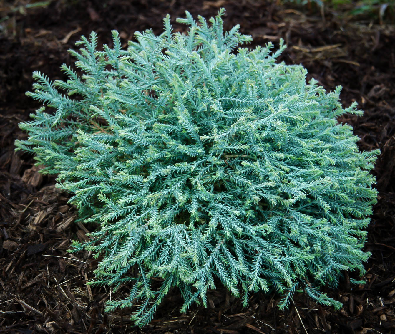 Pancake™ Arborvitae Shrubs For Sale The Tree Center™