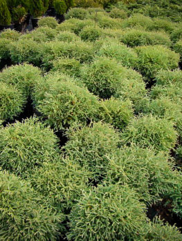 Arborvitae Trees for Sale | Buy Arborvitaes Online | The Tree Center