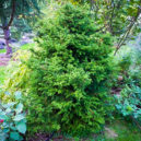 Twisted Hinoki Cypress Shrubs For Sale | The Tree Center™