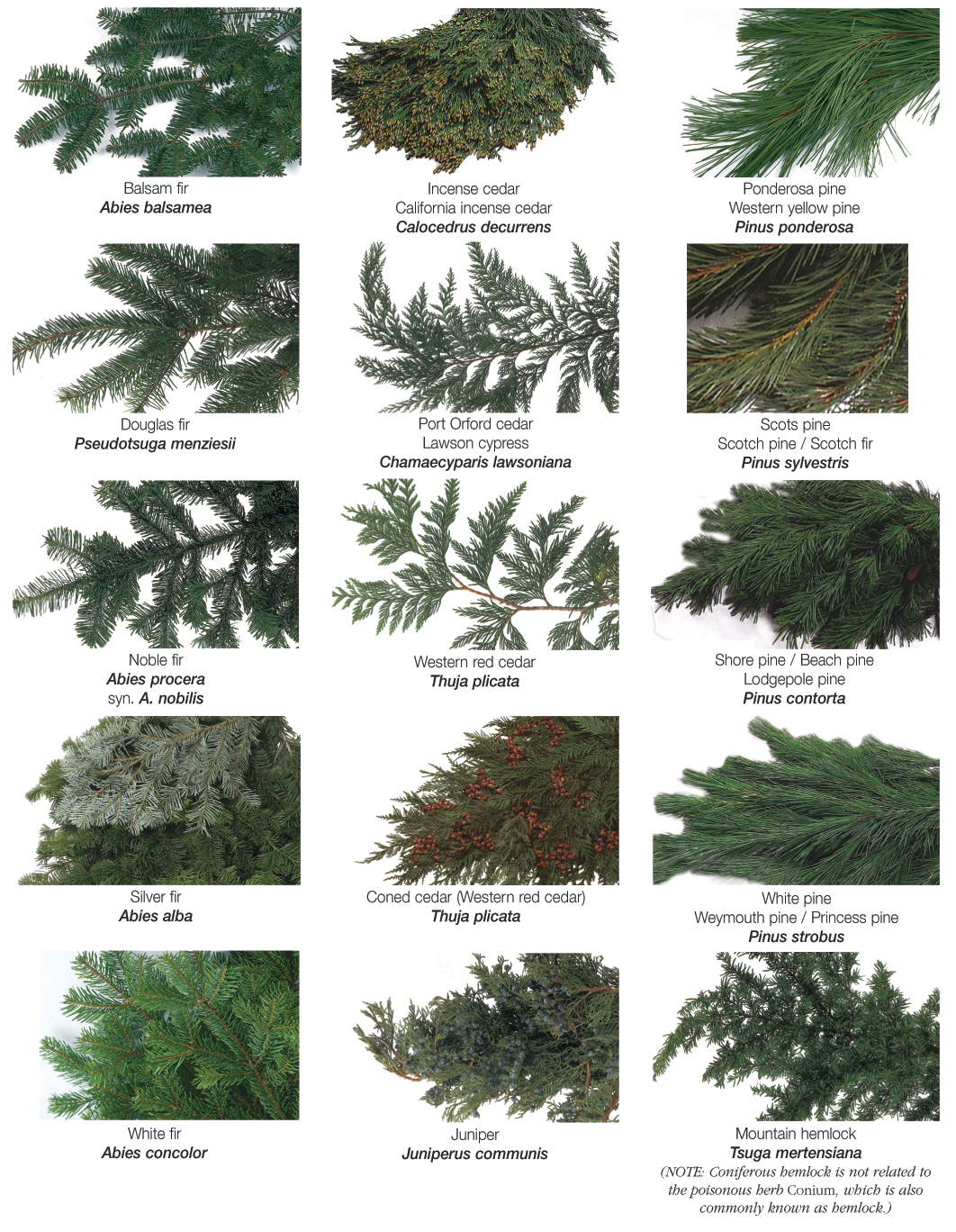 types of coniferous trees