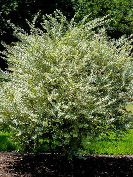 Privet Hedges – The Tree Center