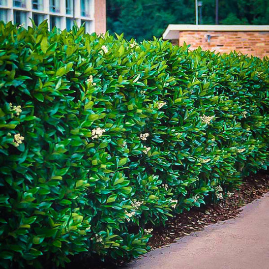 Waxleaf Privet Shrubs For Sale Online | The Tree Center™