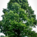 White Oak For Sale Online | The Tree Center