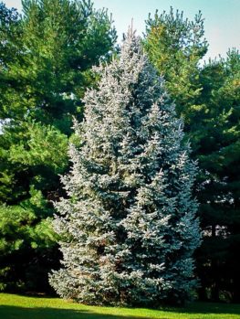 Bruns Weeping Serbian Spruce For Sale Online 