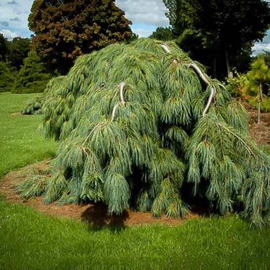 White Weeping Pine For Sale | The Tree Center