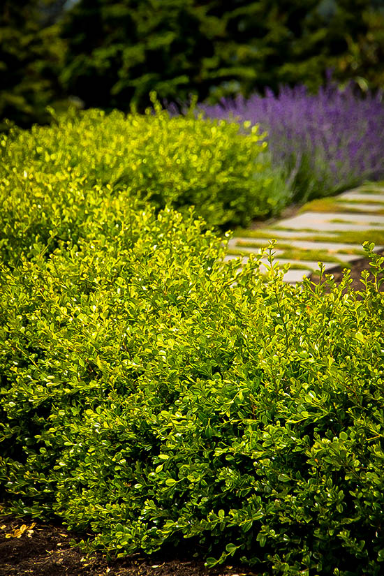 Winter Gem Boxwoods For Sale Online  The Tree Center™