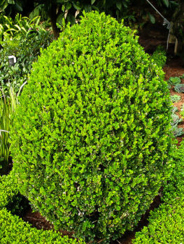 Winter Gem Boxwoods For Sale Online | The Tree Center™