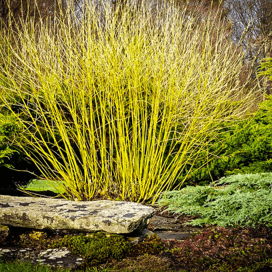 Red Twig Dogwood Shrub Dwarf - Dwarf Dogwood Shrub Varieties