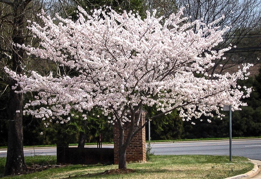 8 Cherry Blossom Tree Tips to Know Before You Plant or Buy (Full
