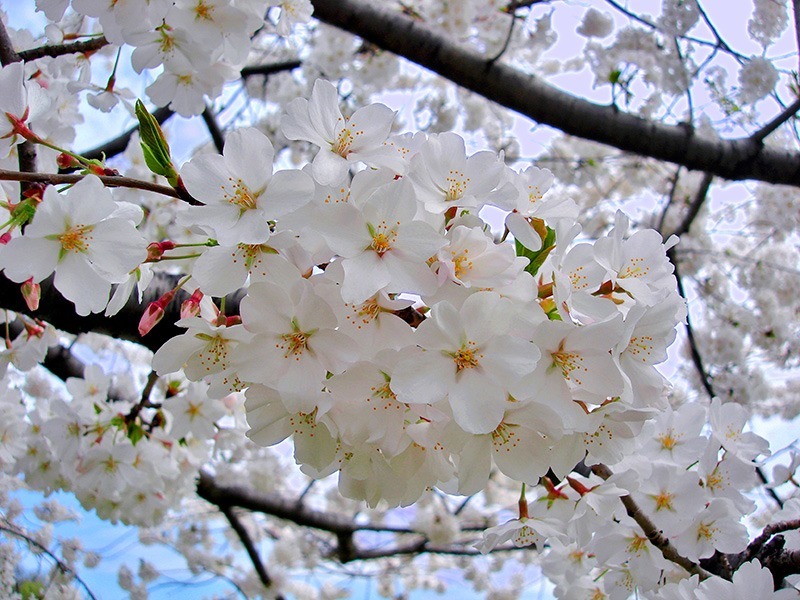 cherry blossom bouquet